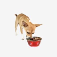 Metallic Dog Bowl - Image 2