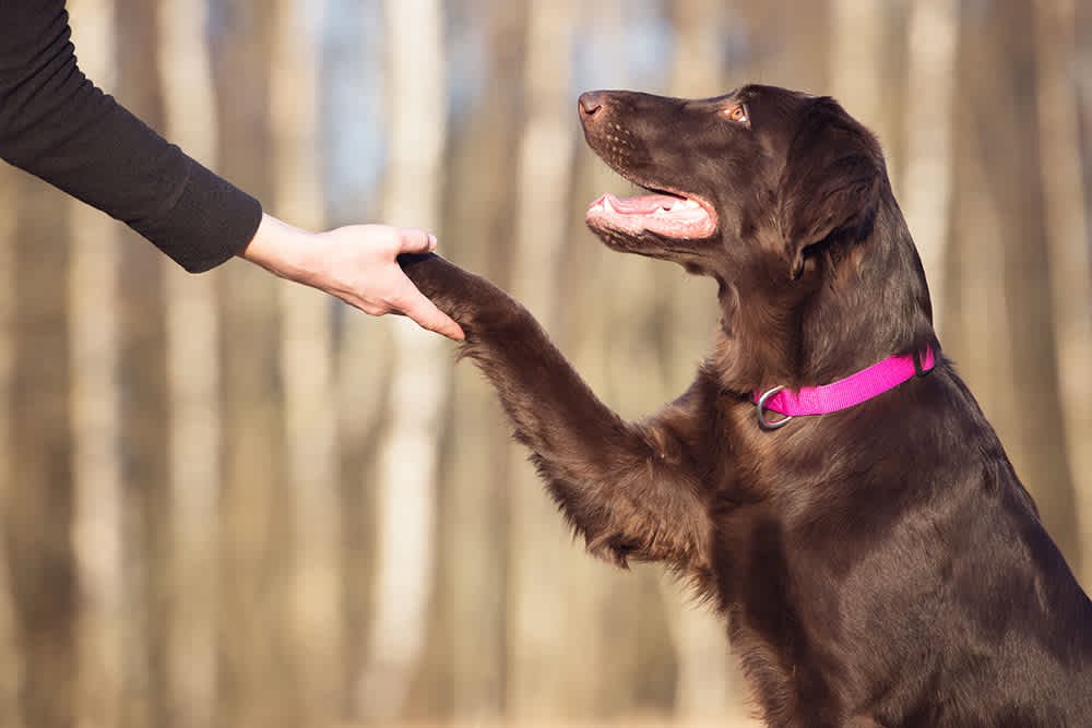Train your dog